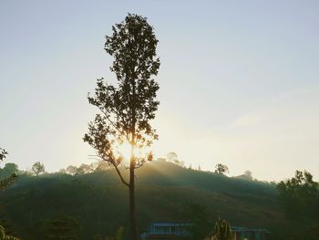 Low angle view of tree against sky during sunset