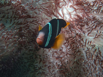 A clark's anemonefish in the indian ocean