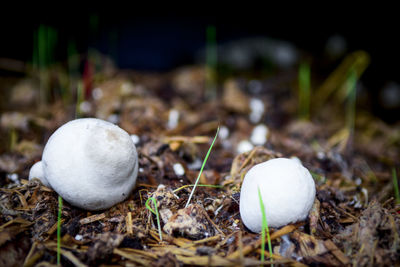 Close-up of mushroom growing on field