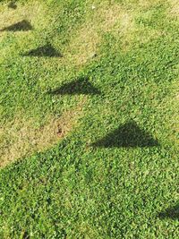 High angle view of shadow on grass