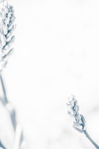 Close-up of tree over white background