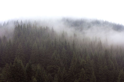 Scenic view of forest against sky during foggy weather