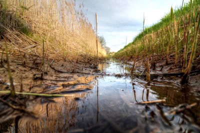 Reflection of plants in water