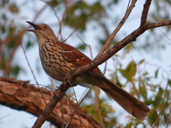 Close-up of bird perching on branch