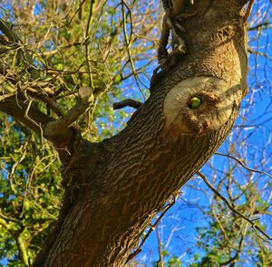 Low angle view of tree trunk