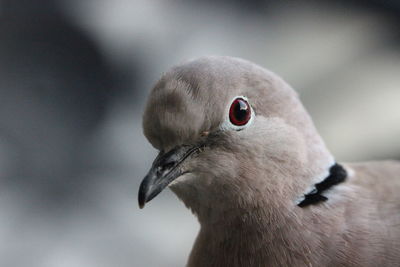Close-up of a bird