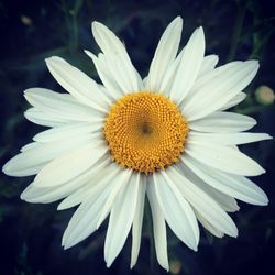 Close-up of white daisy blooming outdoors