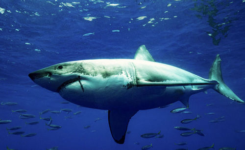 Fish swimming in sea