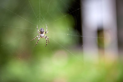 Close-up of spider on web