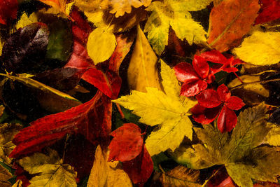 Full frame shot of autumnal leaves