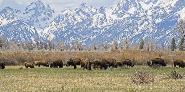 Bison with calves grazing with grand tetons in background.