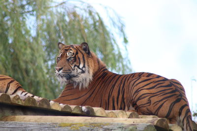 Cat sitting in a zoo