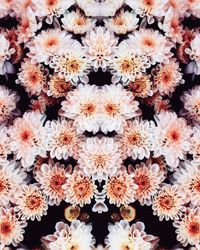 Close-up of white daisy flowers