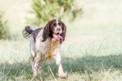 Portrait of dog on field