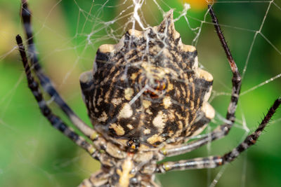 Close-up of spider on web