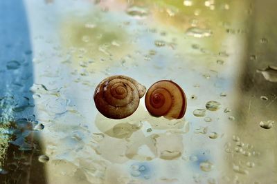 Close-up of snail