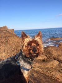 Close-up of dog on beach against clear sky