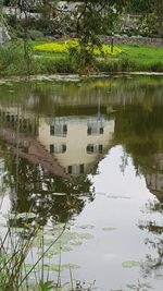 Reflection of trees in lake