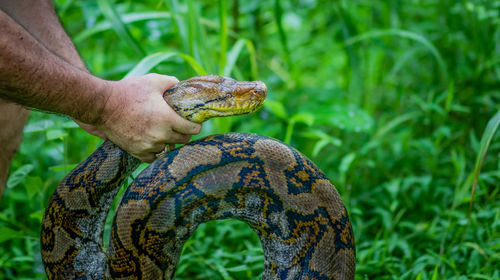 A big and ferocious python catches snakes by hand, beautiful striped boa in a fertile forest.