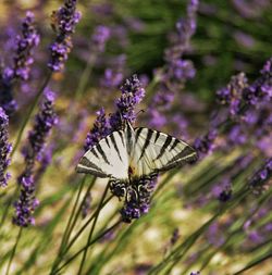 Close-up of butterfly on purple flower