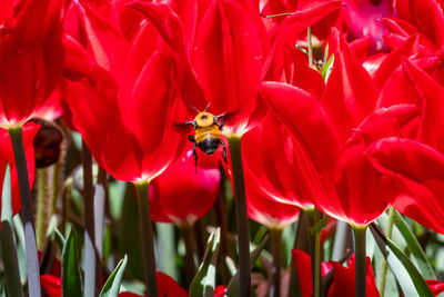 Close-up of bee pollinating on red flower