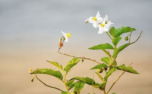 Close-up of white flowering plant