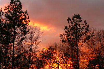 Low angle view of bare trees at sunset