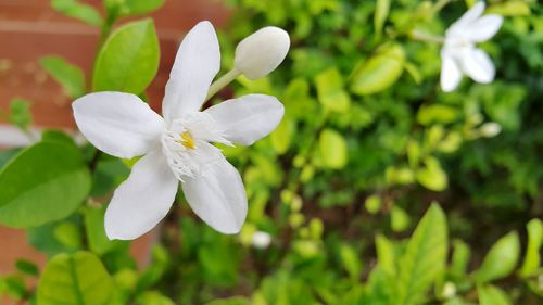 Close-up of white flowers blooming outdoors