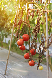 Close-up of cherries on tree