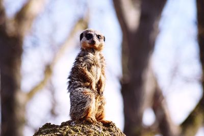 Close-up of an animal looking away