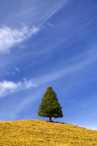 Tree on field against blue sky