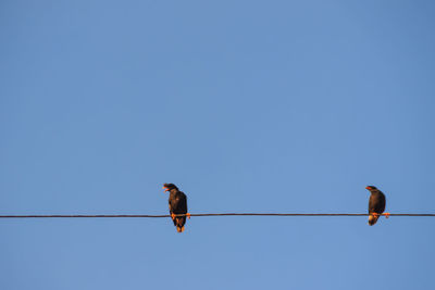 Low angle view of bird perching on cable