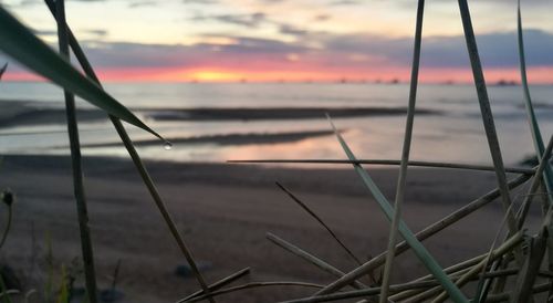 Close-up of grass against sea during sunset