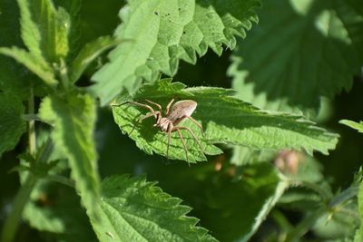 Close-up of spider on leaf