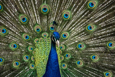 Peacock with tail feathers 