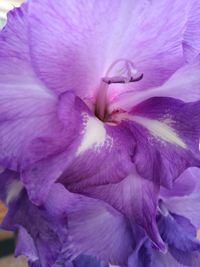 Close-up of purple flower blooming outdoors