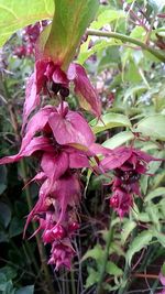 Close-up of pink flowers on tree