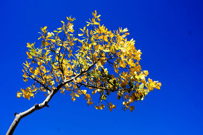 Low angle view of cherry blossom against blue sky