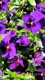 High angle view of purple iris blooming outdoors