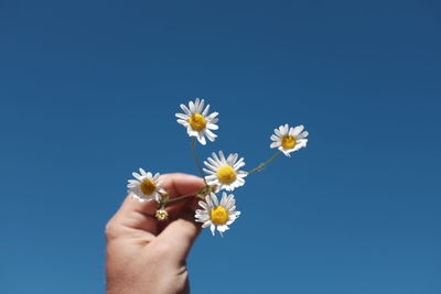 Close-up of beautiful woman holding daisy flowers