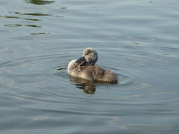 Close-up of mallard duck