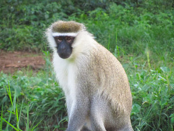 Portrait of langur against field