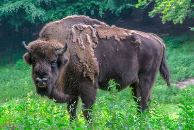 Bison standing in high grass in  a sunlight