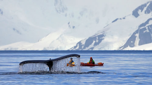 Tail of humpback whale diving in sea