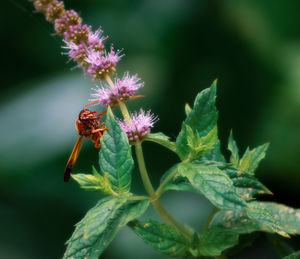 Close-up of bee pollinating on flower