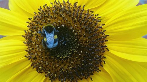 Bumblebee pollinating on sunflower