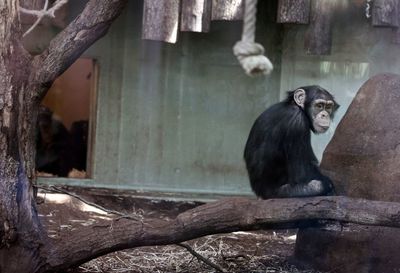 Sad looking chimp in enclosure in copenhagen zoo