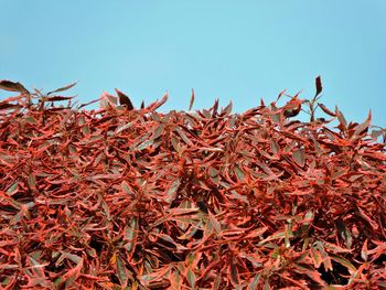 Low angle view of flowers against clear sky