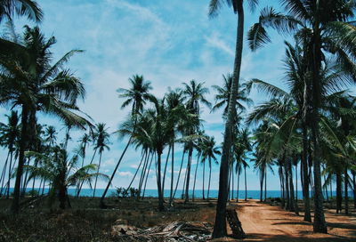 Palm trees on beach