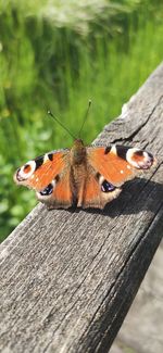 Close-up of butterfly on wood